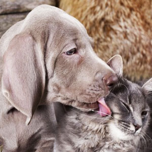 Why Worming Your Pet Is So Important?